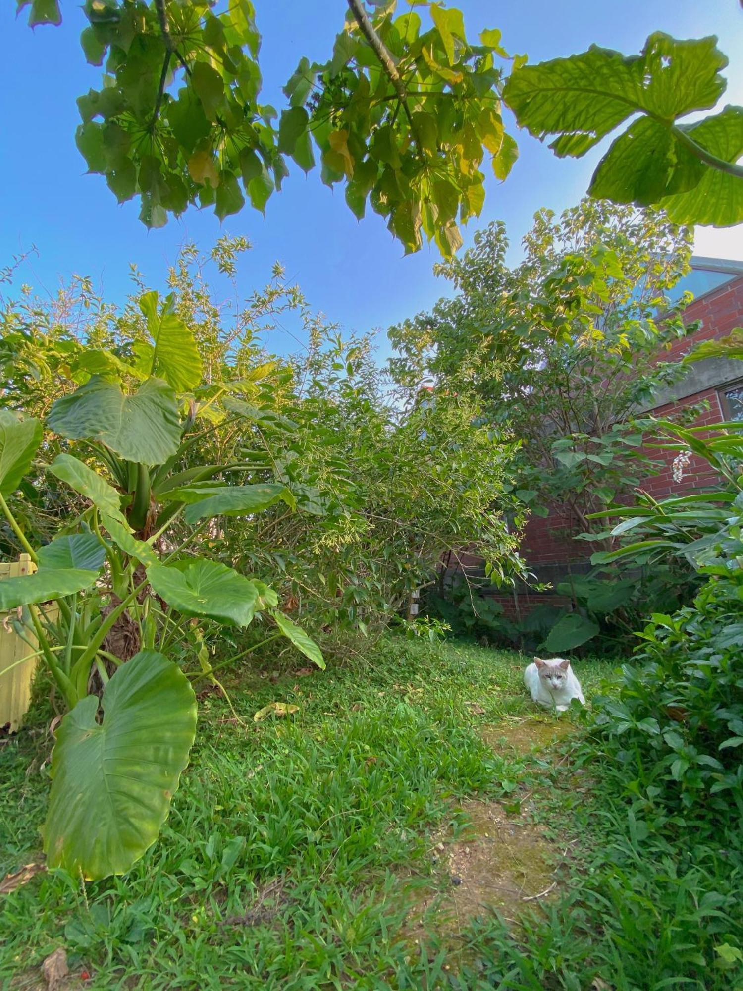 Cats,Piano & Starry Sky Resort Garden -Starry Forest Cottage Okinawa- Onna Extérieur photo