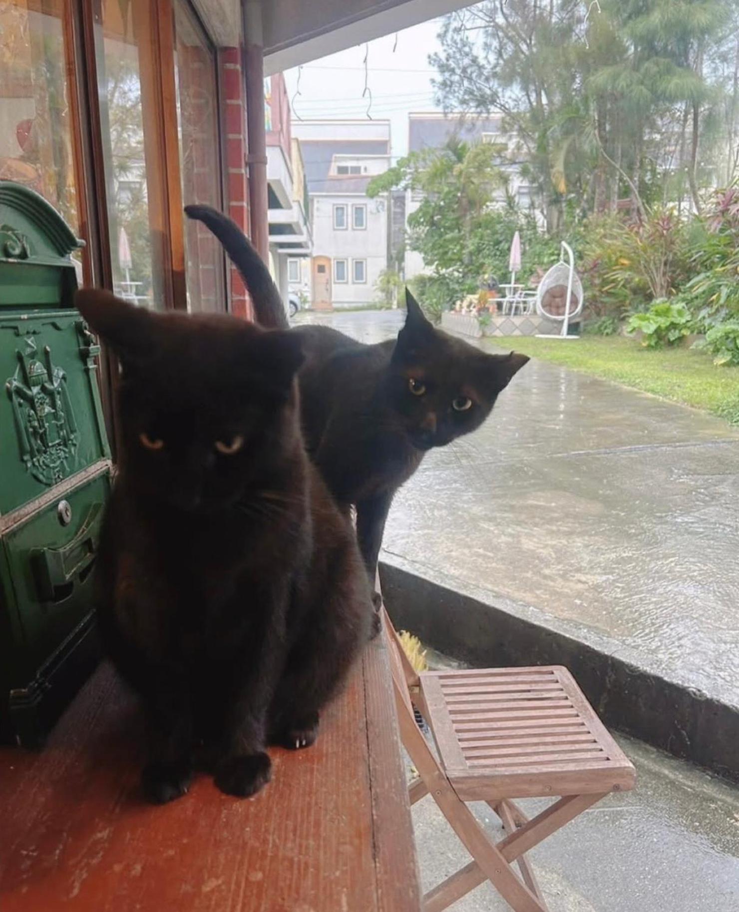 Cats,Piano & Starry Sky Resort Garden -Starry Forest Cottage Okinawa- Onna Extérieur photo