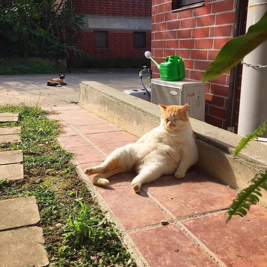 Cats,Piano & Starry Sky Resort Garden -Starry Forest Cottage Okinawa- Onna Extérieur photo